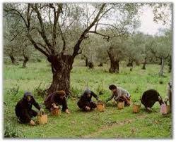 Pin By Angi On Olive Oil Olive Harvest Olive Tree Fruit Trees