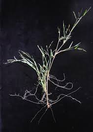 Image result for Panicum gilvum