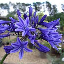 Agapanthus Jacks Blue Agapanthus Flower Pictures Plants