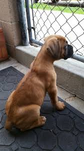 Boss 8 Weeks Old Boxer Puppy Pet Dogs Puppies