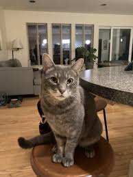 It is best known for the twin spire towers. The Pixie Project What Makes The Pixie Project Special Non Profit Animal Shelter And Rescue Dog And Cat Adoptions Pet Adoption In Portland Oregon 97232