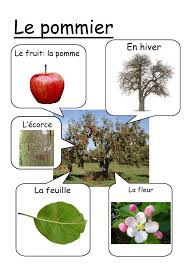 Epingle Par Les Coups De Coeur De Sophie Sur Prescolaire Theme Pomme La Pomme En Maternelle Pomme