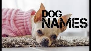 Dog names that start with k considerations picking the perfect name for that precious perky pet, who is very likely sitting in your lap as you read this guide, can be quite the daunting task which can dramatically raise your stress levels unless you approach the task with a plan. Extraordinary Dog Names Starting With Letter K Both Male And Female