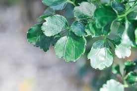 Image result for Araliaceae