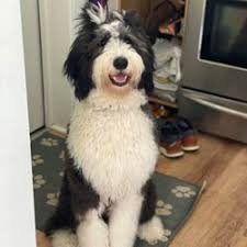 Our sole purpose is to find amazing homes for our beloved babies. Sheepadoodle Testimonys Angel Breeze Puppies In Ohio