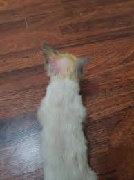 Kedi Ve Kopekte Mantar Hastaligi Tedavisi