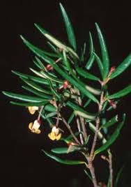 Image result for Pittosporaceae