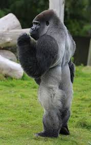 Psbattle A Gorilla Standing Upright 631 X 1000 Animals Beautiful Animals Silverback Gorilla