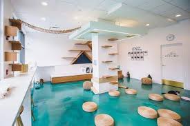 Dog Do It Yourself Wash Dogcaneattomato Cat Hotel Pet Cafe Cat Cafe