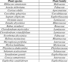 Image result for Myrica kandtiana
