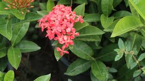 Image result for Ixora laurentii
