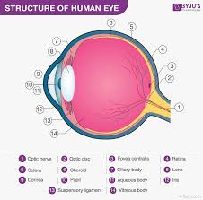 structure of the eye with labelled human eye diagram