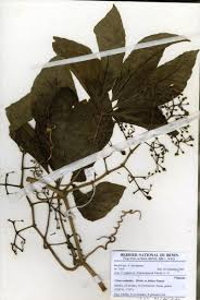 Image result for Cissus aralioides