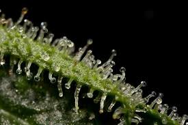 Es gibt zwei verschiedene methoden, um cannabis / hanf anzubauen. Wann Ist Der Richtige Erntezeitpunkt Fur Deine Hanfpflanzen