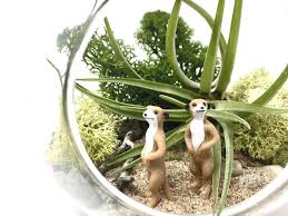 Many of them grow up to 5 in (13 cm) long and 4 in (10 cm) across. Meerkat Air Plant Terrarium Kit By House Of Moss Notonthehighstreet Com