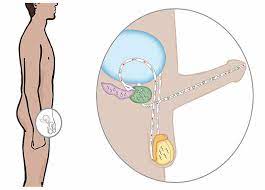Fortpflanzungsvorgänge beim Mann - familienplanung.de