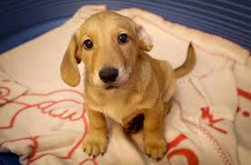 Ich züchte mit leidenschaft seit einigen jahren wundervolle goldenretriever, bin ausgebildete diplomierte hundetrainerin und unterstütze sie mit meinem jahrelangen fachwissen. Tierschutzvereine Ditzingen Und Ludwigsburg Kritisieren Wenn Tierische Weihnachtsgeschenke Im Tierheim Landen Landkreis Ludwigsburg Stuttgarter Zeitung