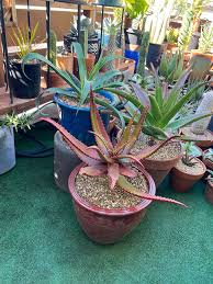 Image result for Aloe cameronii