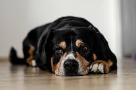 Maybe you would like to learn more about one of these? Tlc Pet Sitting Llc