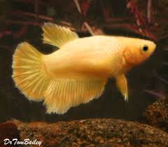 100+ vectors, stock photos & psd files. Premium Female Rare Golden Halfmoon Betta Fish