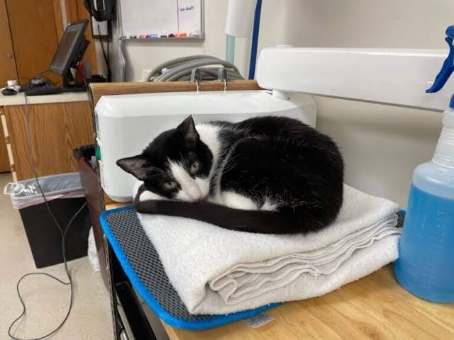 Urgent Care vs Emergencies - Hillcrest Animal Hospital