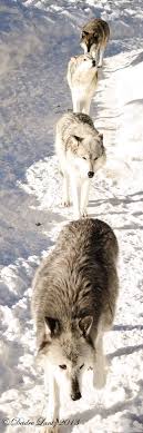 C54644f16c607c0d85952b2ddc0b3062 Jpg 400 1 200 Pixels Animals Wolf Dog Animals Beautiful
