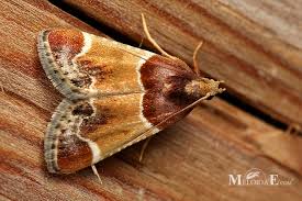 Image result for Pyralis farinalis