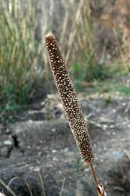 Image result for Cenchrus americanus