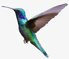It can be downloaded in best resolution and used for design and web design. Colorful Hummingbird Flying Png Image Bird Flying Transparent Background Transparent Png 3082x2031 Free Download On Nicepng