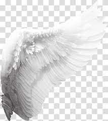 Cherub Angel Wing Angel Wings White Wing Transparent Background Png Clipart Angel Wings Png Wings Png Angel Wings Painting