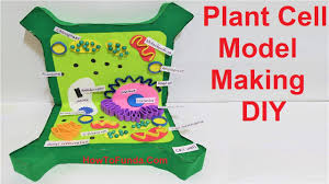 They are eukaryotic cells, which have a true nucleus along with specialized structures called organelles that carry out different functions. Plant Cell 3d Model Making Diy For Science Fair Project Howtofunda Youtube