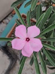 Image result for Adenium swazicum
