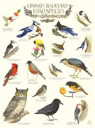 List Of Common Garden Bird Chart Image Results Pikosy