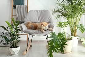 Besonders welpen sind gefährdet gartenpflanzen zimmerpflanzen wald & wiesenpflanze besonders welpen sind … Giftige Pflanzen Fur Hunde Zooplus Hundemagazin