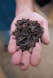 We provide pest control services locally for carpenter ants, termites, rodents, flies, mold and other pests. Pin On Insects