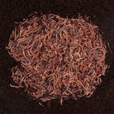 These worms do not require refrigeration and have a long shelf life. Bed Run European Night Crawlers Red Worms