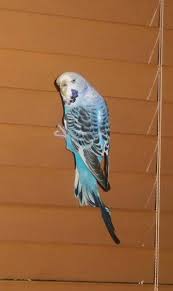 Never Found Budgerigar Parrot Bird Burleigh Waters Queensland Qld Australia L31116 Budgerigar Parrot Find Pets