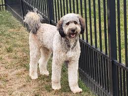 Backed by 15 years of breeding experience, we produce true family pets you'll love. Bernedoodles For Sale In Southern Indiana