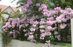 If you are wondering which plants to opt for, here is a list of climbers that are just right for indian homes like yours. Climbers Creepers Plantslive