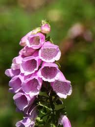 Fiore viola is italian for purple flower; Grappolo Di Fiori Tubolari Di Digitale Purpurea 10 06 2018 Fiori Piante Botanica