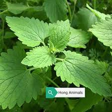 Take them out and let them thaw, then freeze them again for another month. Ready Stock Nepeta Cataria Seeds Catmint Catnip Plant Cat Heaven Deco Plant Shopee Malaysia