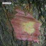 Image result for Margaritaria discoidea