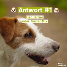 Lieb, unauffällig, verschmust und freundlich. Tiere Suchen Ein Zuhause Publikacii Facebook