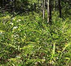 Image result for Aframomum albiflorum