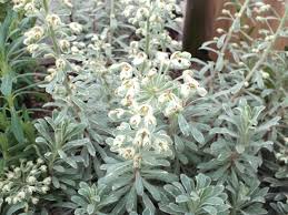 Check spelling or type a new query. Euphorbia Characias Silver Swan