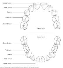 Primary Teeth Diagram Labeled Wiring Diagrams
