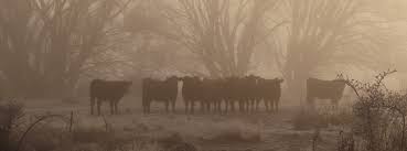 How much does it cost to butcher a cow nz. Nose To Tail Month Beef Lamb New Zealand