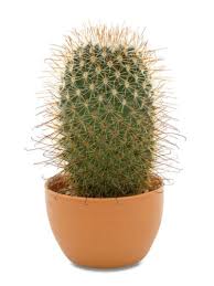Many people have described a cactus plant, that it is as ugly as a dirty pig, covered with spikes; Mammillaria Thumb Cactus Tips For Growing Thumb Cacti