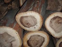 This log came in on a mixed load from a clearing. Help Needed Identifying This Tree Hickory Maybe Hearth Com Forums Home