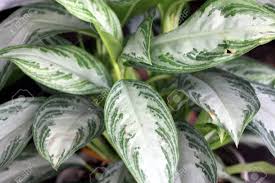 Chinese evergreen (aglaonema), is one of the best plants for beginners (or folks too busy to keep most houseplants alive). Aglaonema Silver Bay Cultivar Of Chinese Evergreen Foliage Plant Stock Photo Picture And Royalty Free Image Image 63539428